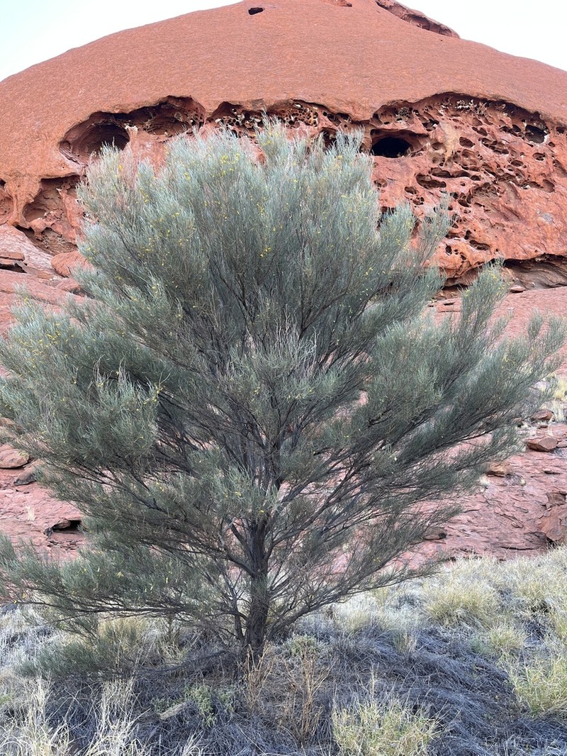 Mulga photo 5
