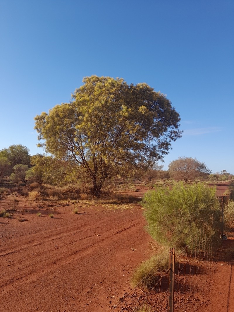 Mulga photo 7