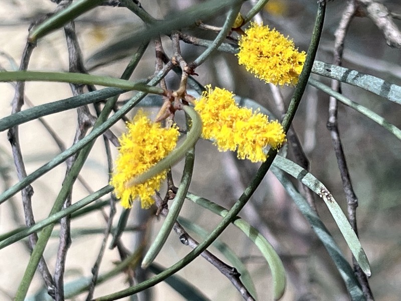 Mulga photo 4
