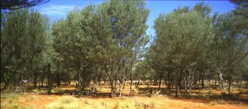 Mulga photo 5