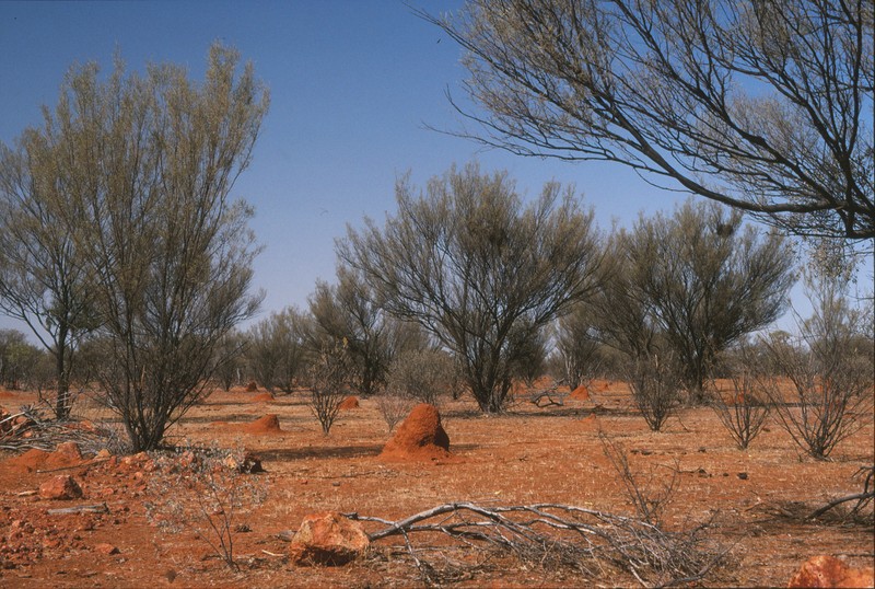 Mulga photo 7