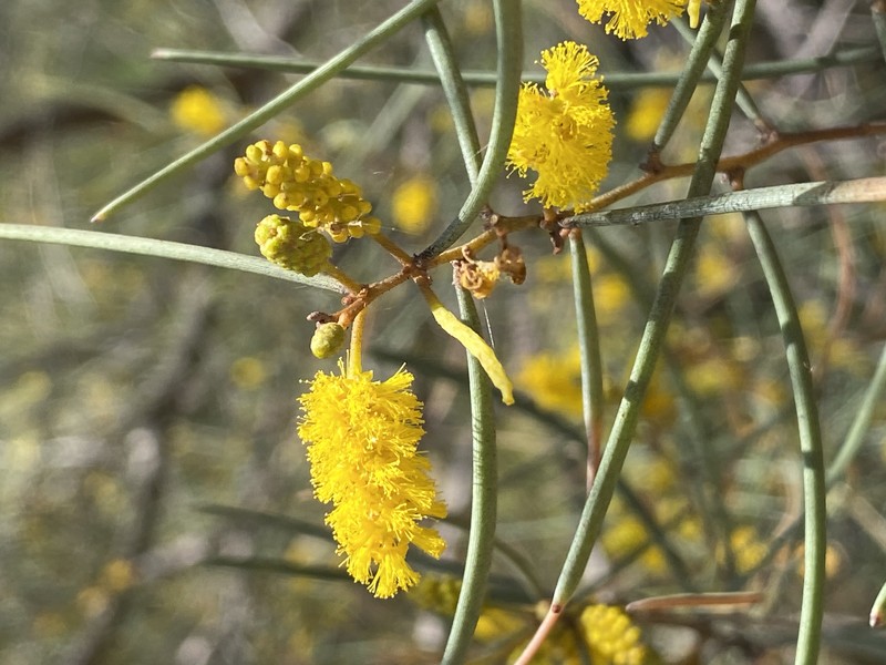 Mulga photo 8