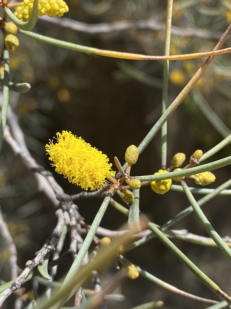 Acacia aneura var. aneura photo 5
