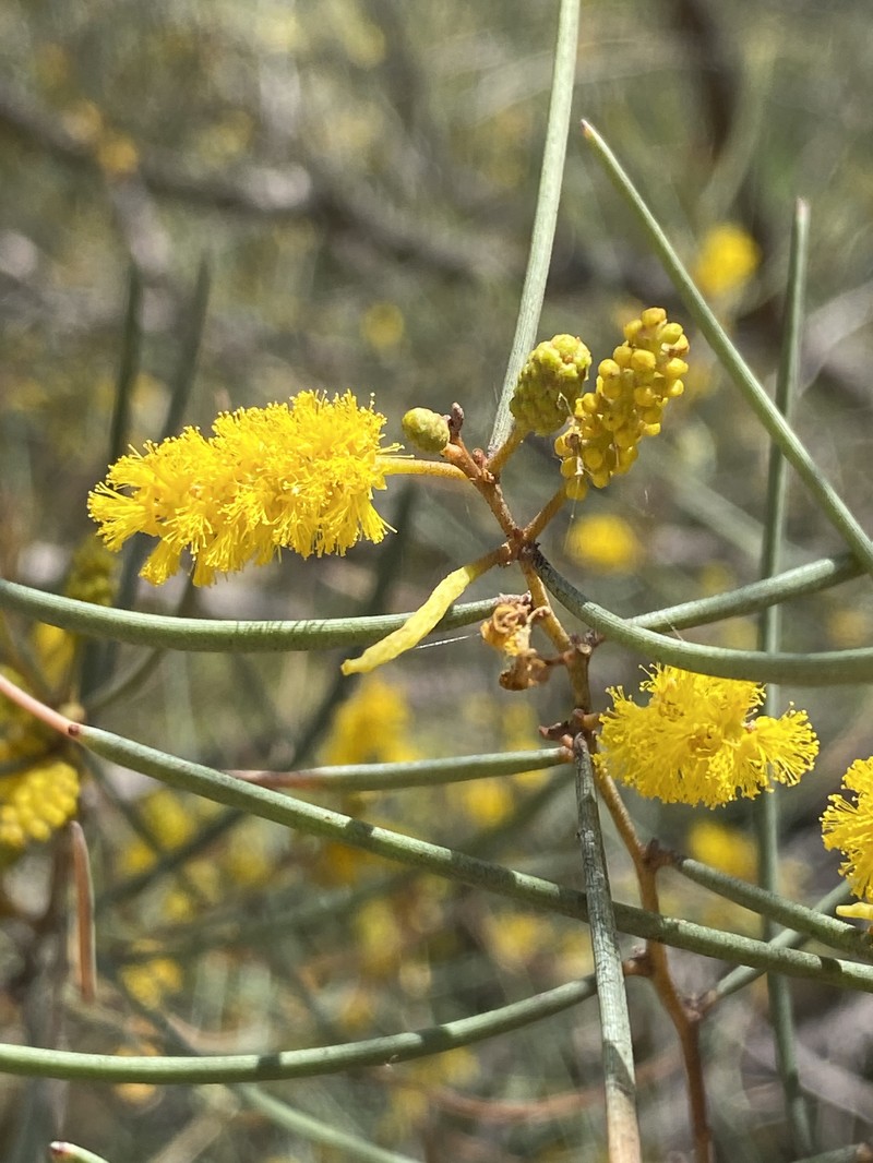 Acacia aneura var. aneura photo 6