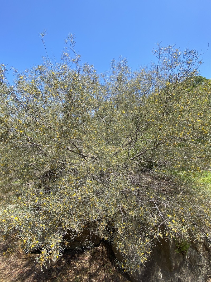 Acacia aneura var. aneura photo 7
