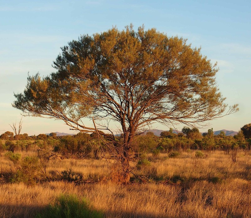 Acacia aneura var. aneura