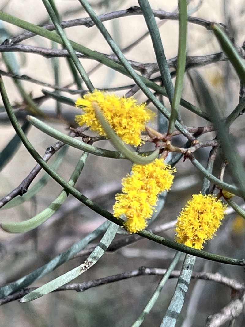 Acacia aneura var. aneura photo 2
