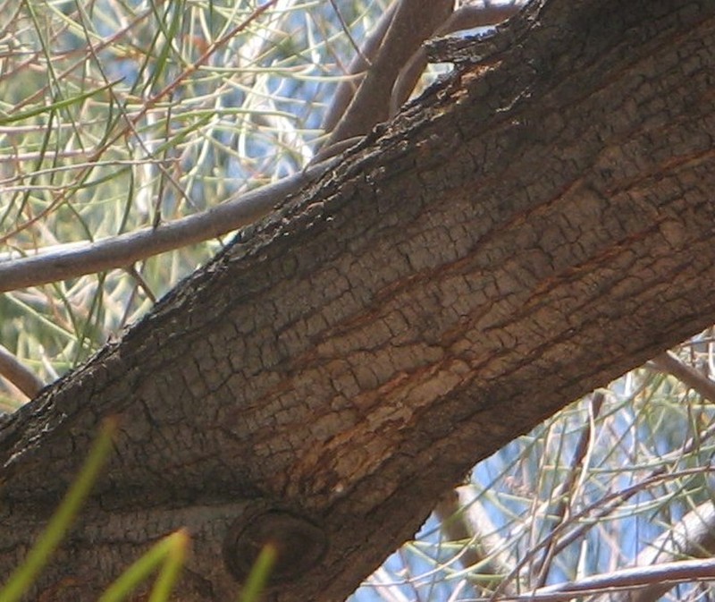 Acacia aneura var. aneura photo 3