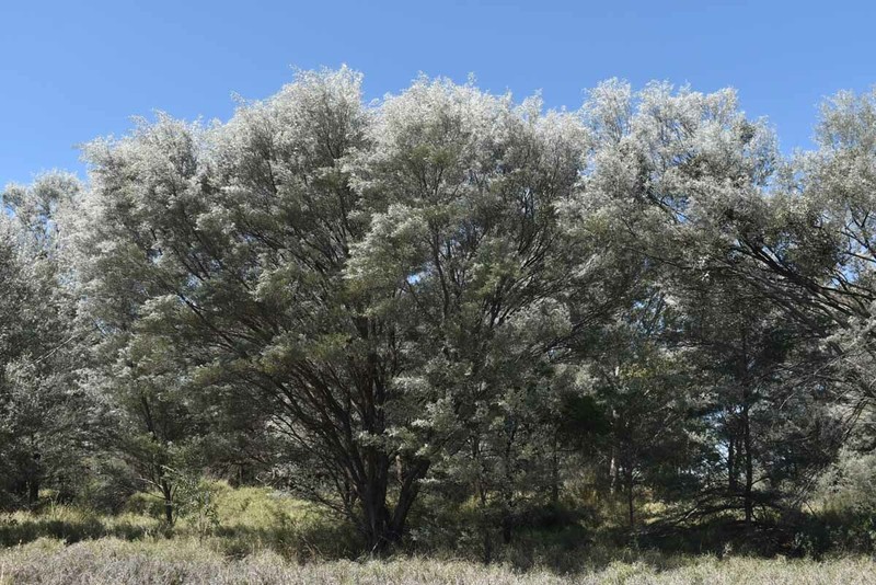 Acacia aneura var. major