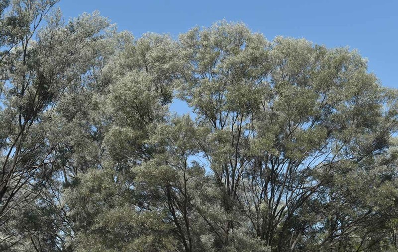 Acacia aneura var. major photo 2