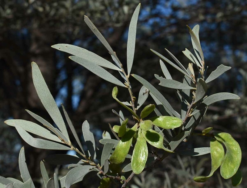 Acacia aneura var. major photo 3