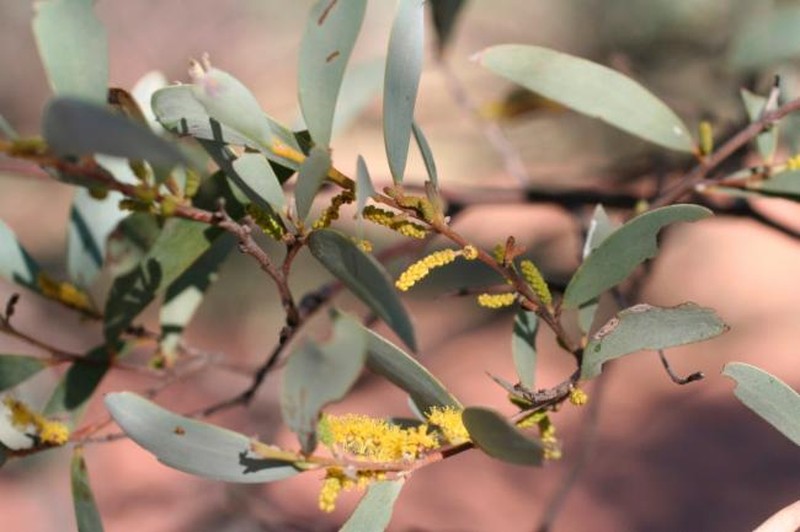 Acacia aneura var. major photo 4