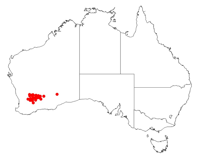 Acacia anfractuosa
