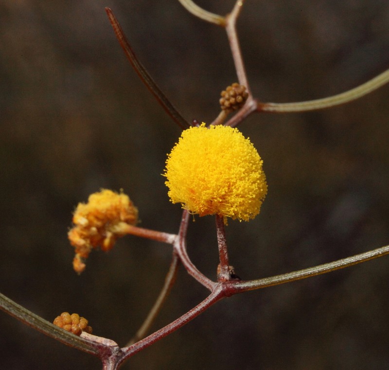 Acacia anfractuosa photo 2