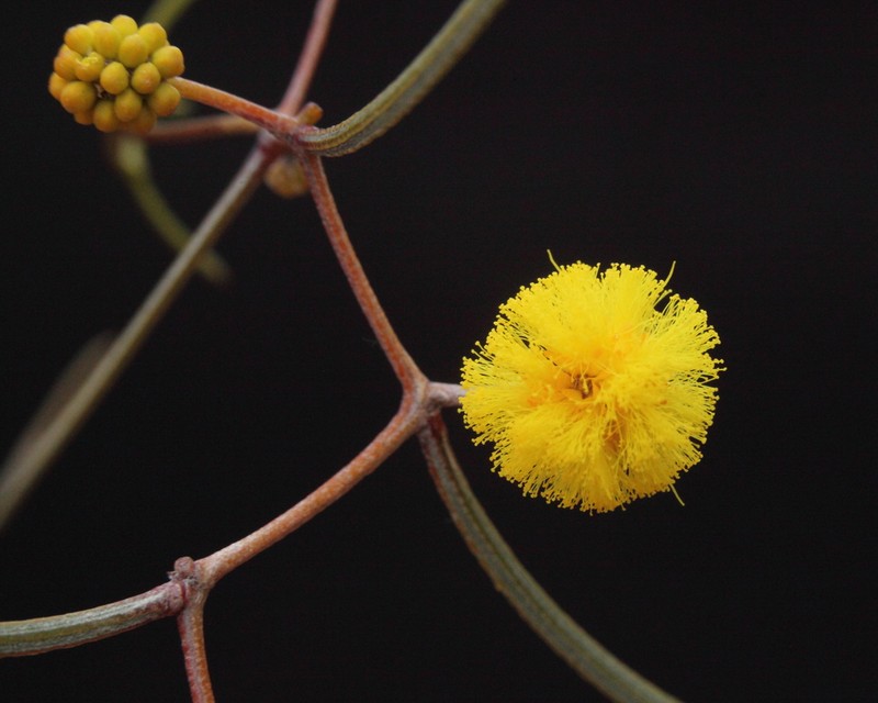 Acacia anfractuosa photo 3