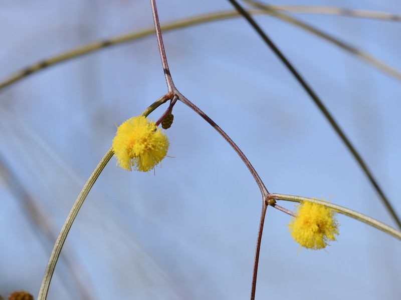 Acacia anfractuosa photo 4