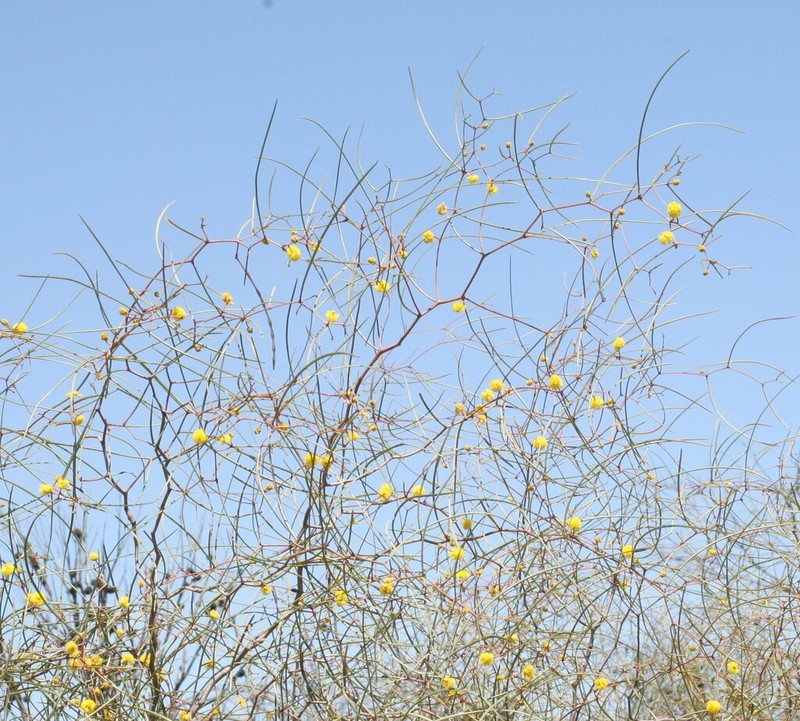 Acacia anfractuosa photo 5