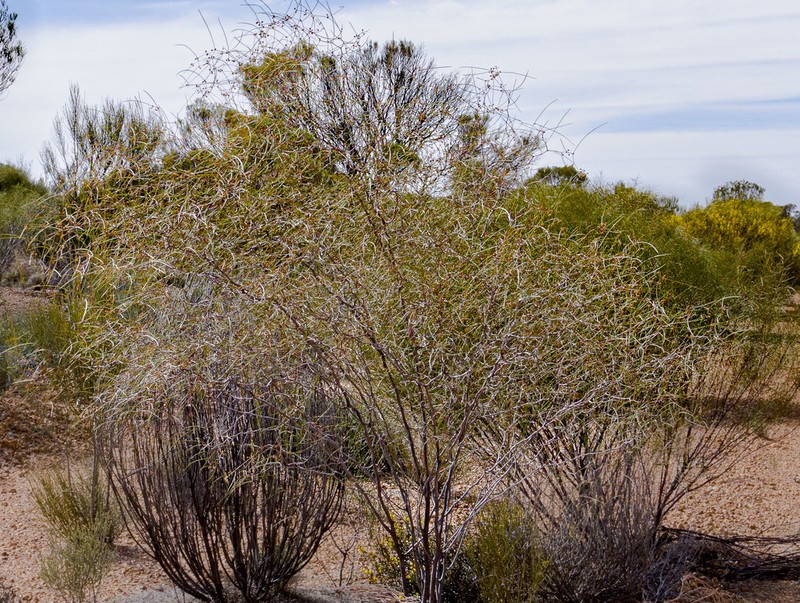 Acacia anfractuosa photo 6