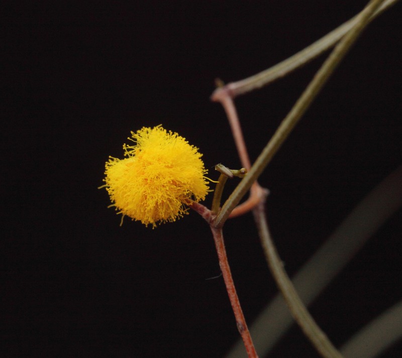 Acacia anfractuosa photo 7