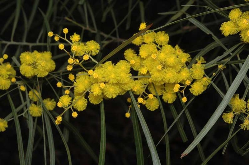 Acacia angusta