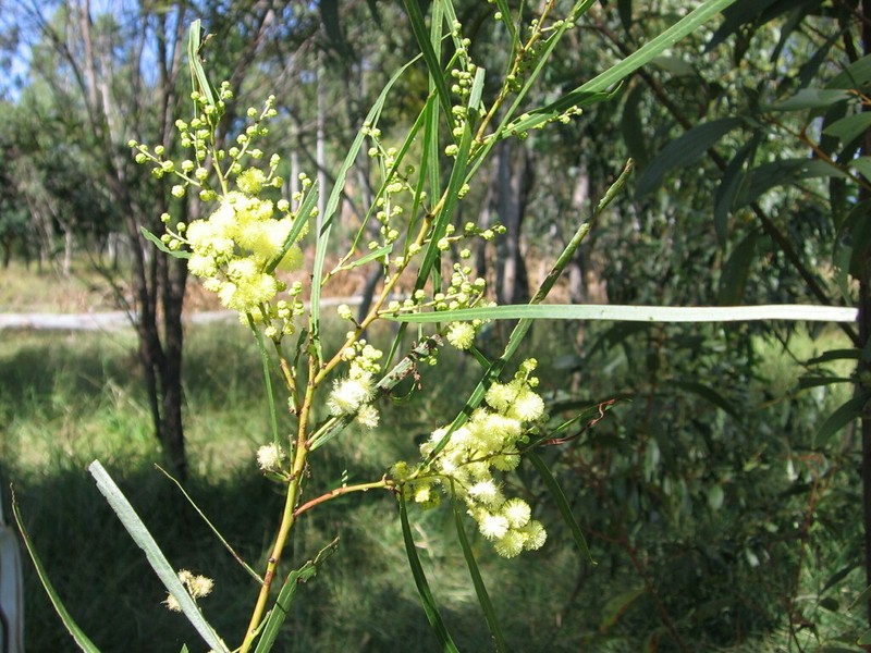 Acacia angusta photo 2