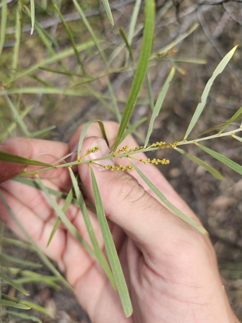 Acacia angusta photo 3