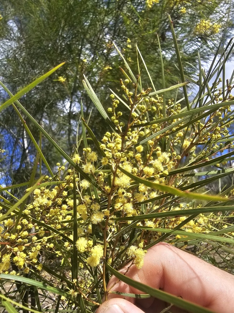 Acacia angusta photo 4