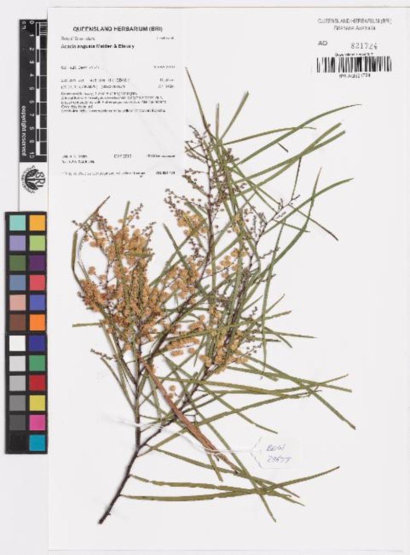 Acacia angusta photo 6