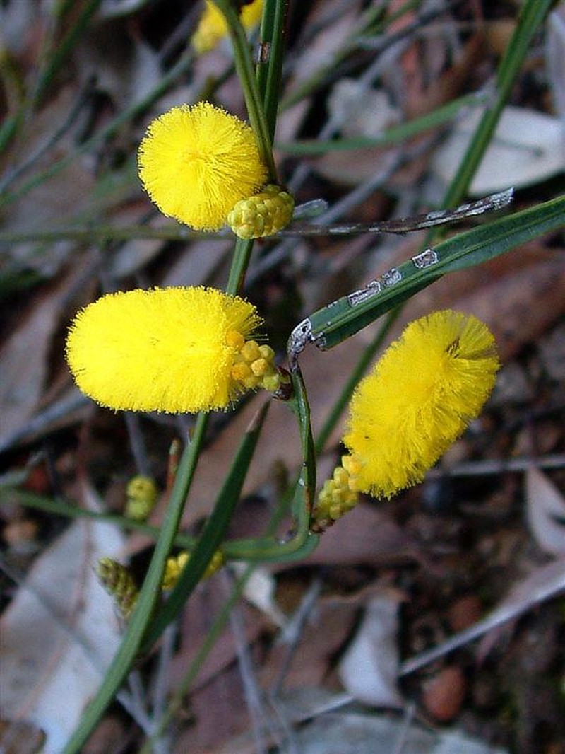 Acacia anomala