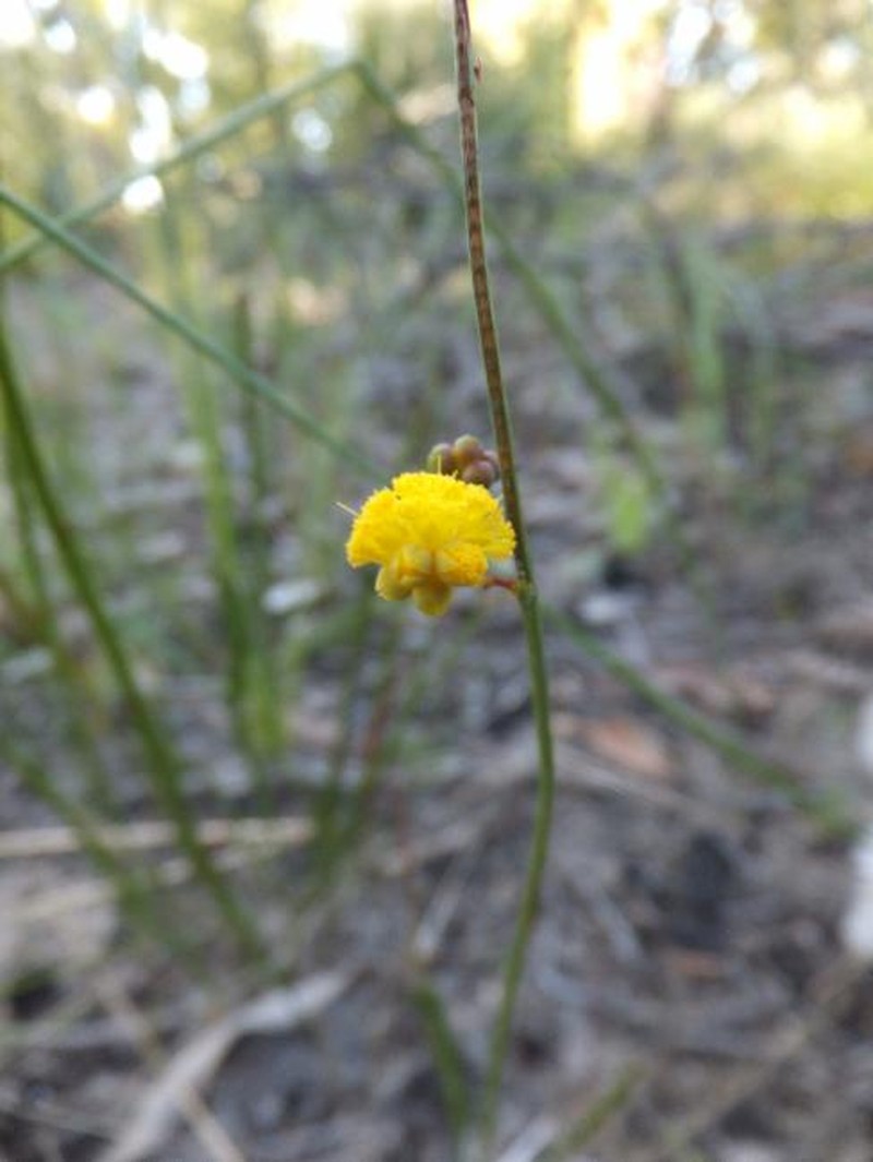 Acacia anomala photo 2