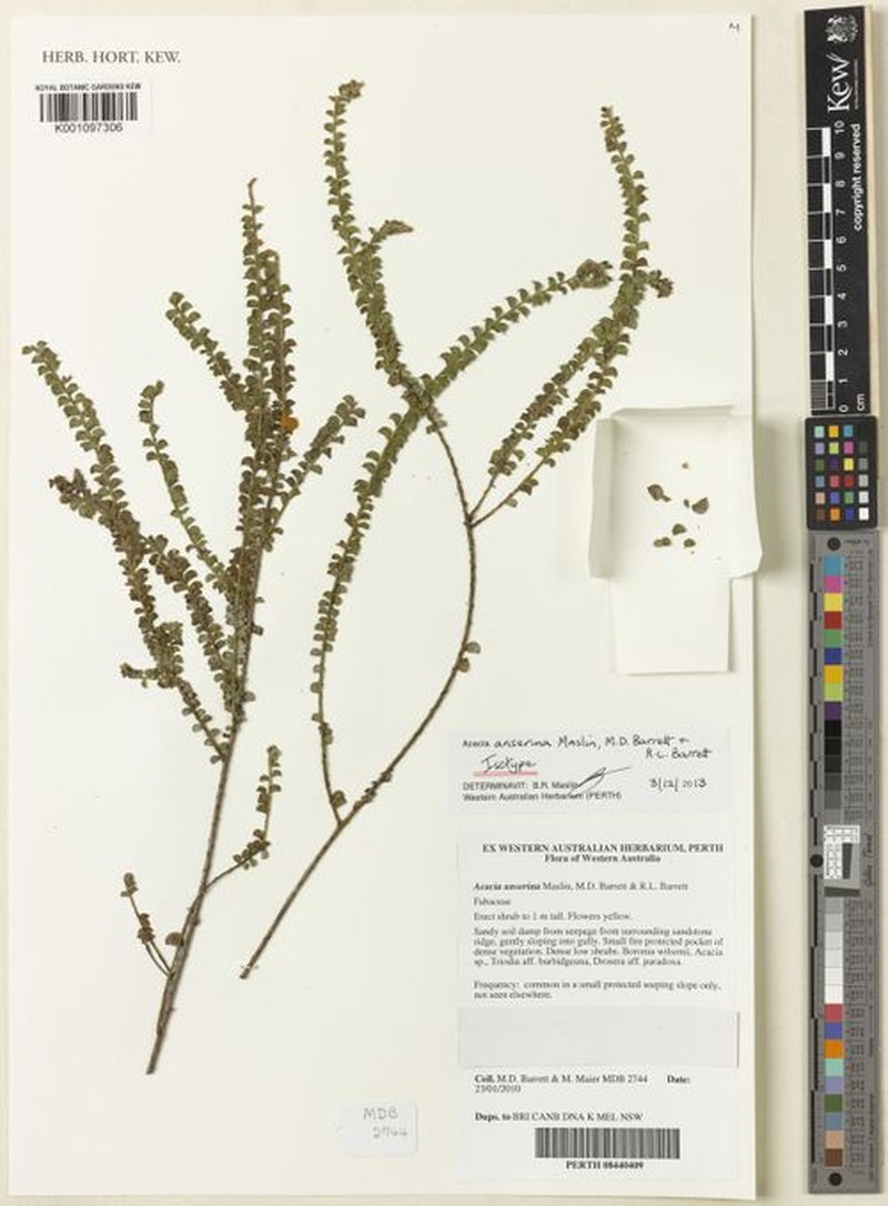 Acacia anserina