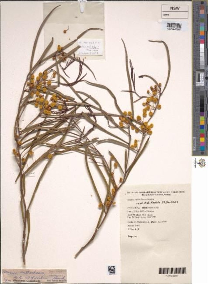 Acacia anthochaera
