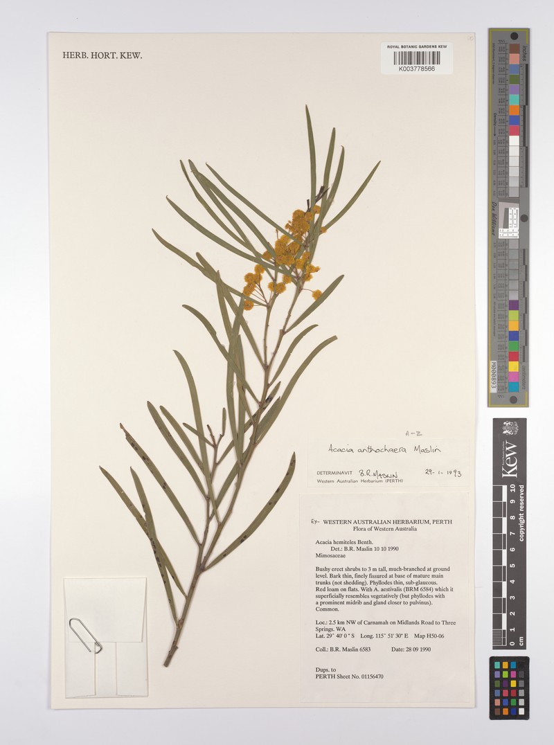 Acacia anthochaera photo 3