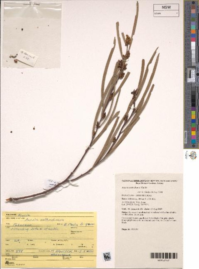 Acacia anthochaera photo 4