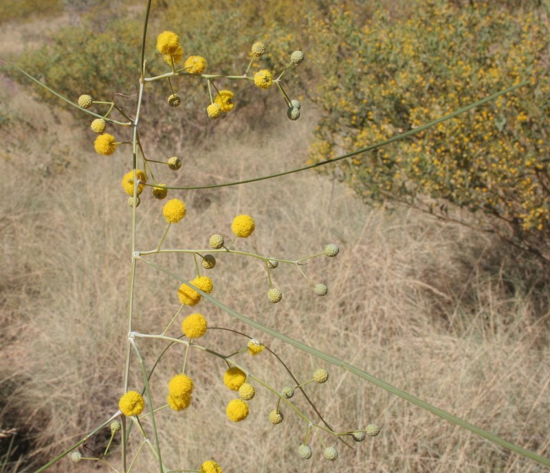 Acacia aphanoclada photo 3