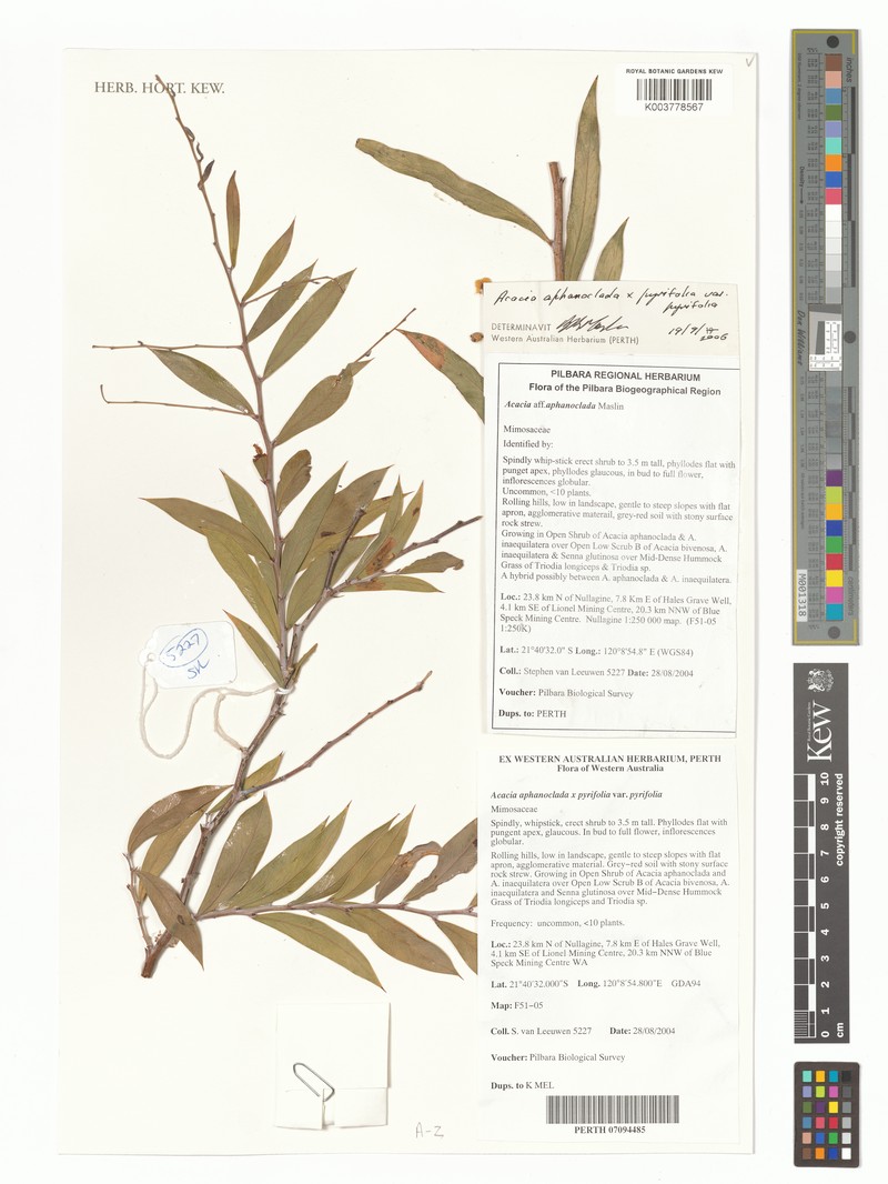 Acacia aphanoclada photo 4