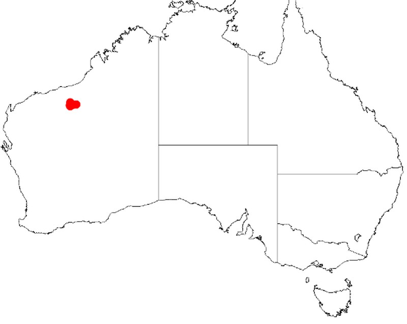 Acacia aphanoclada