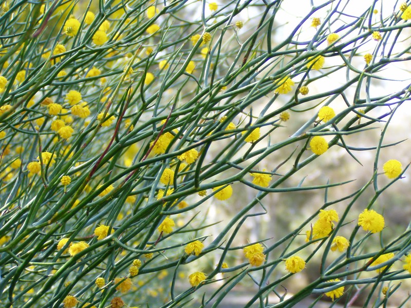 Acacia aphylla