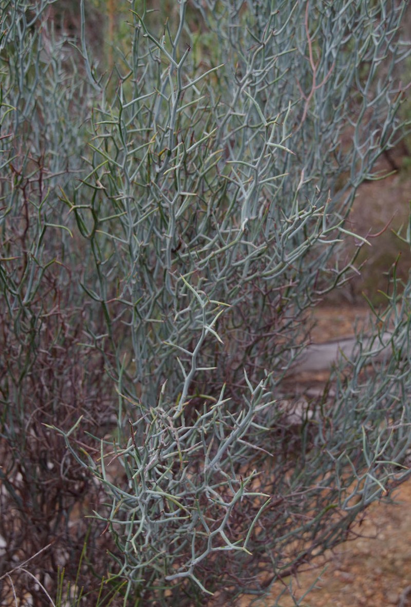 Acacia aphylla photo 2