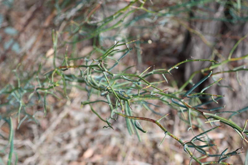 Acacia aphylla photo 3