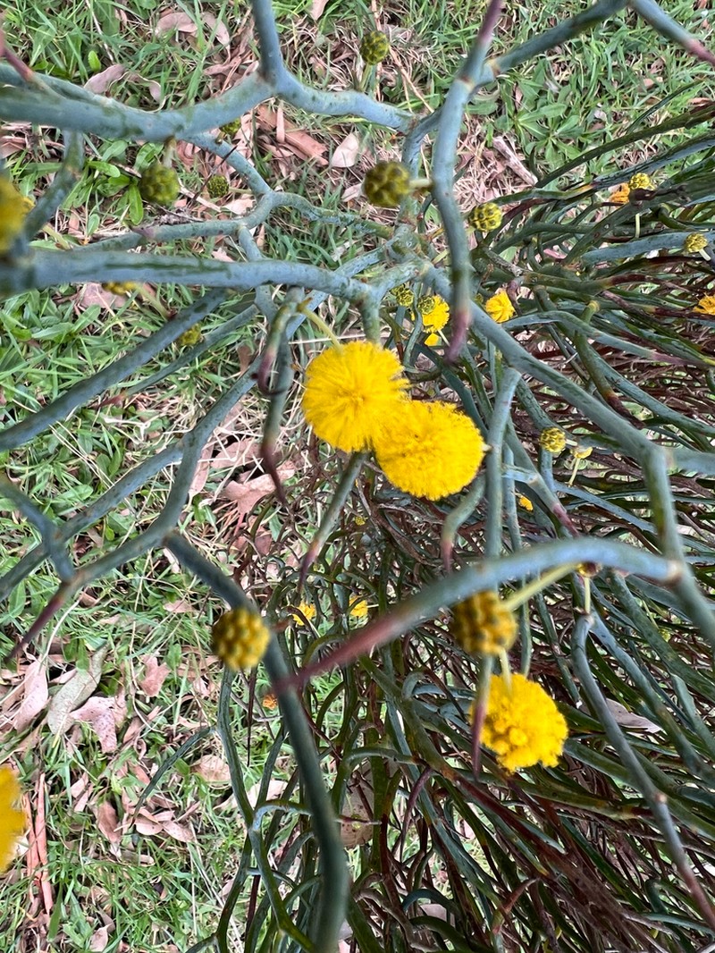 Acacia aphylla photo 4