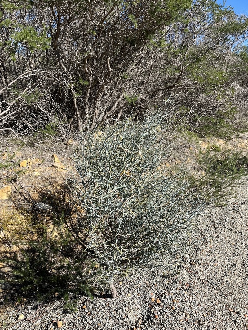 Acacia aphylla photo 5