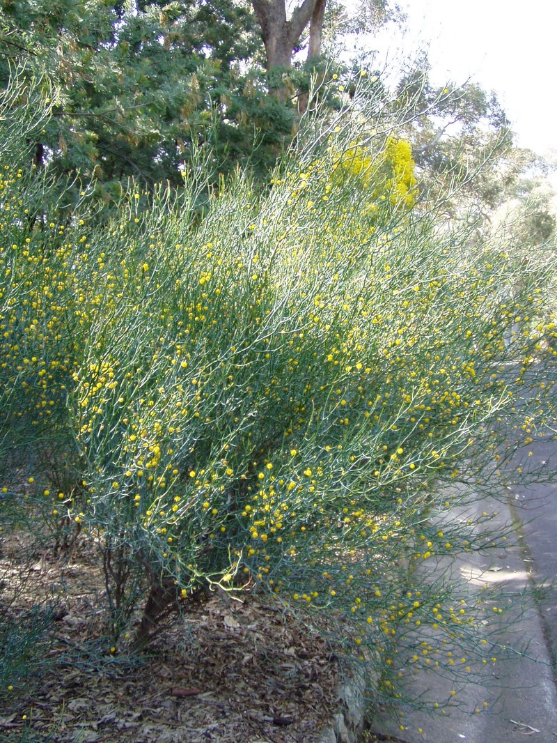 Acacia aphylla photo 6