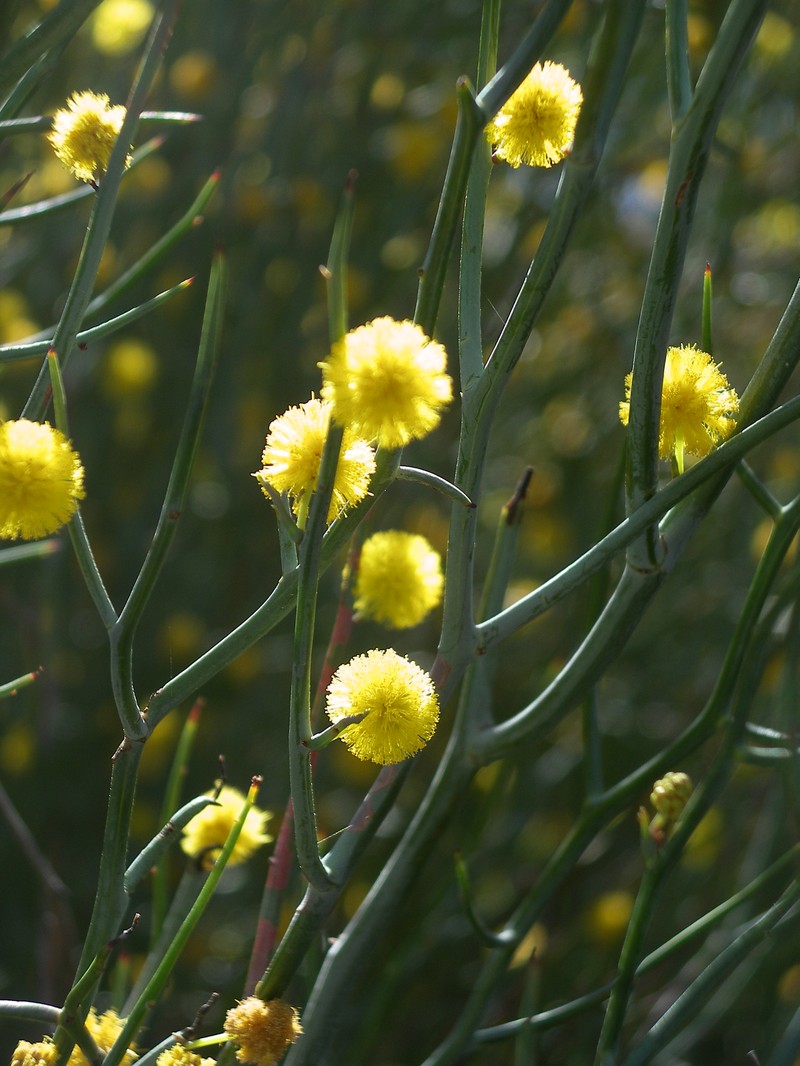 Acacia aphylla photo 7