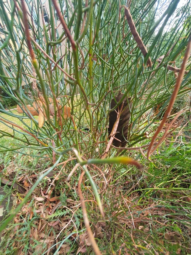Acacia aphylla photo 8
