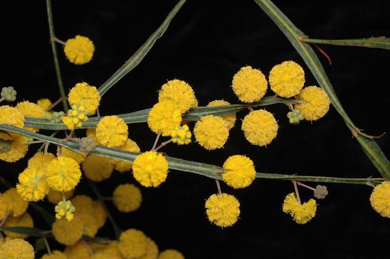 Acacia applanata