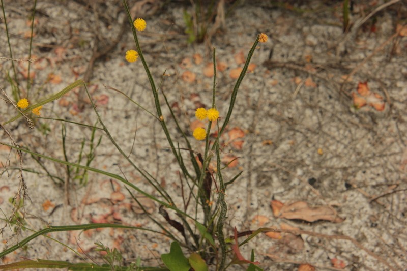 Acacia applanata photo 2