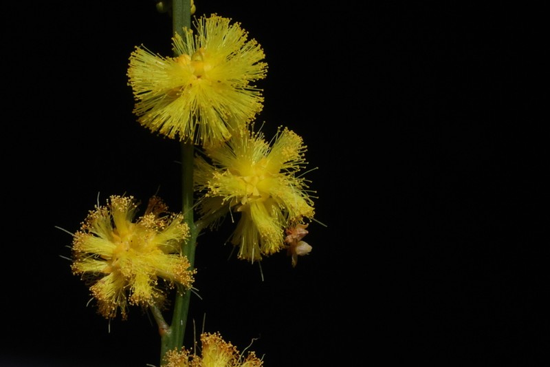 Acacia applanata photo 3