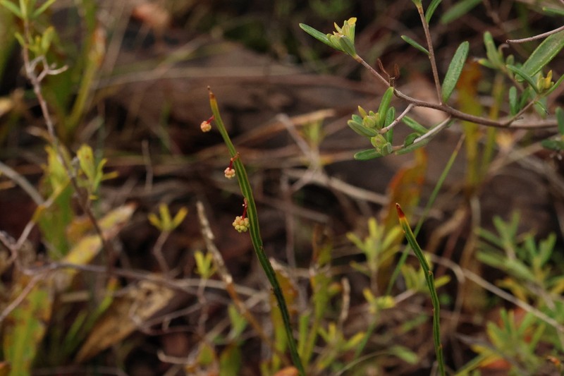 Acacia applanata photo 4