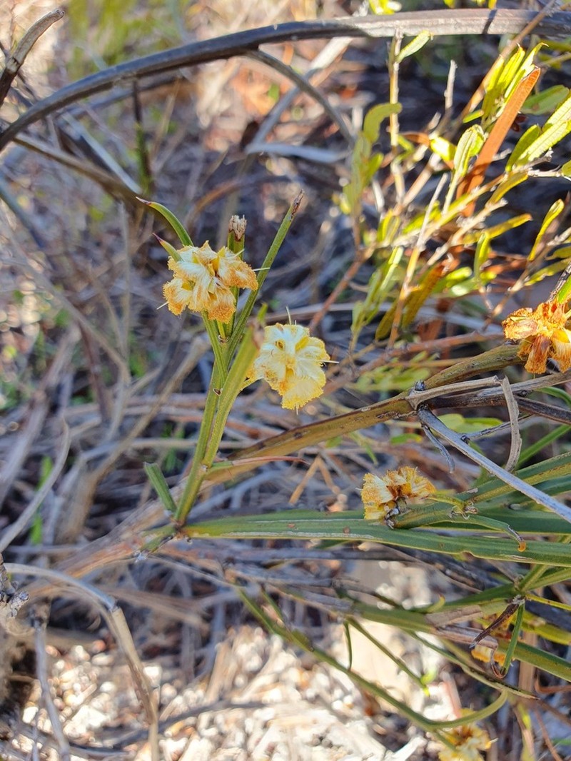 Acacia applanata photo 5